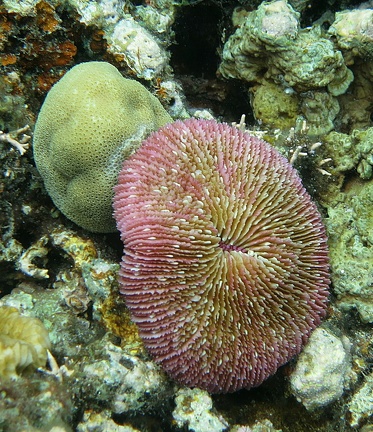 Fungia fungites : Corail champignon