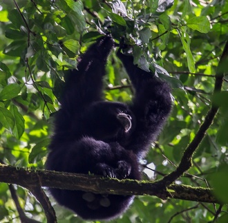 Gibbon siamang – Symphalangus syndactylus