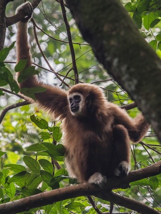 Gibbon à mains blanches  - Hylobates lar