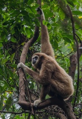 Gibbon à mains blanches  - Hylobates lar
