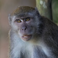 macaque crabier (Macaca fascicularis), macaque de Java, macaque à face rouge, macaque à longue queue, singe cynomolgus