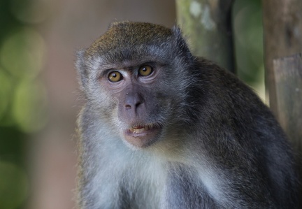 Macaque crabier Macaca fascicularis • Macaque à longue queue