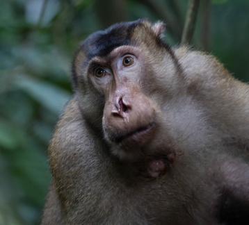 Macaque à queue de cochon - Macaca nemestrina