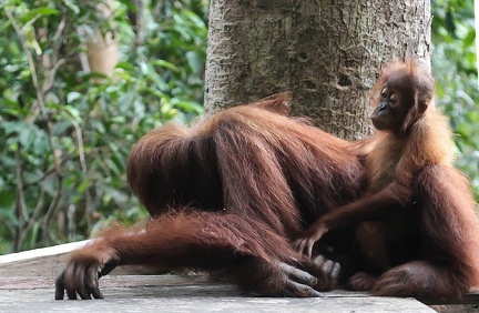 Orang-outan de Sumatra Pongo abelii