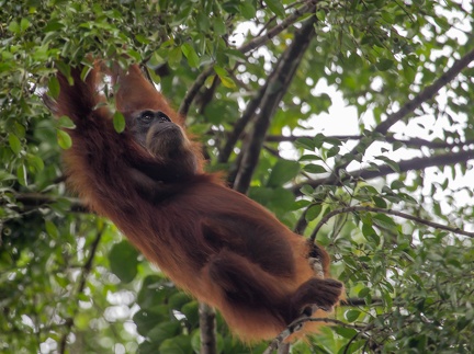 Orang-outan de Sumatra Pongo abelii