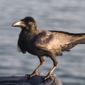 Corneille de Florès Corvus florensis - Flores Crow