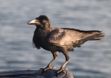 Corneille de Florès Corvus florensis - Flores Crow