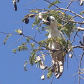 Cacatoès soufré Cacatua sulphurea - Yellow-crested Cockatoo