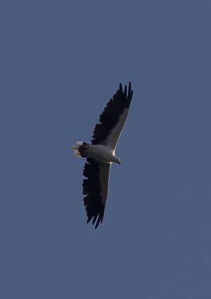 Aigle variable Nisaetus floris - Flores Hawk-Eagle