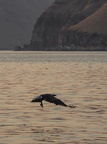  Pygargue à tête blanche - Haliaeetus leucocephalus Bald Eagle