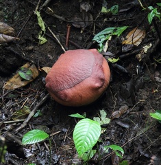 Rafflesia arnoldii en devenir