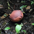 Rafflesia arnoldii en devenir