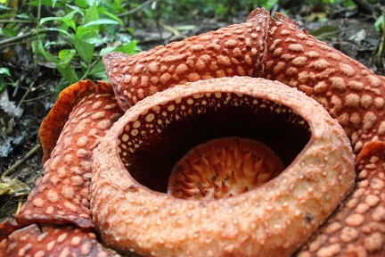 Rafflesia arnoldii