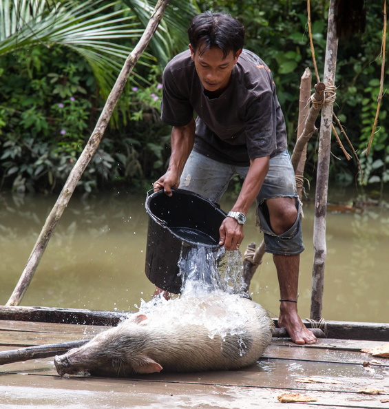 Mentawai : nettoyage du cochon avant de le tuer