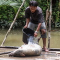 Mentawai : nettoyage du cochon avant de le tuer
