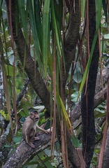 macaque à queue de cochon sud (Macaca nemestrina) 