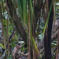 Macaca nemestrina - Macaque à queue de cochon des îles de la Sonde