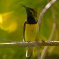Souimanga à dos vert Cinnyris jugularis - Olive-backed Sunbird