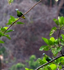 Ptilope hyogastre Ptilinopus hyogastrus - Grey-headed Fruit Dove