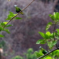 Ptilope hyogastre Ptilinopus hyogastrus - Grey-headed Fruit Dove