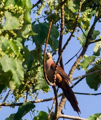 Phasianelle brune Macropygia phasianella - Brown Cuckoo-Dove