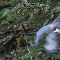 Martin-pêcheur d'Amérique Megaceryle alcyon - Belted Kingfisher