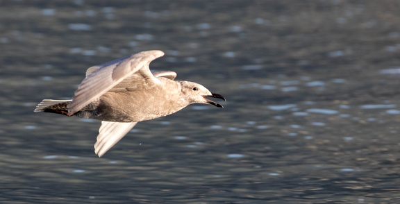 Goéland à ailes grises Larus glaucescens - Glaucous-winged Gull