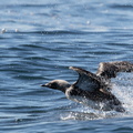 Plongeon arctique Gavia arctica - Black-throated Loon