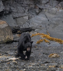 ours noir ou baribal (Ursus americanus)