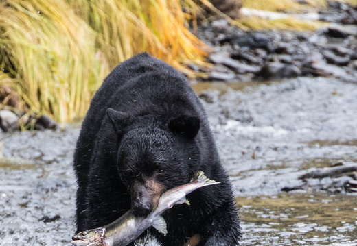 2016-09 Alaska - montre les photos à la racine de cet album 2016-09 Alaska
