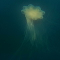 méduse à crinière de lion (Cyanea capillata)