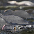saumon rose à bosse (Oncorhynchus gorbuscha)