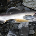 saumon coho ( Oncorhynchus kisutch)