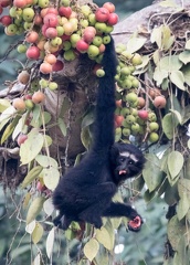 Gibbon hoolock occidental Bunopithecus hoolock hoolock, Hoolock hoolock