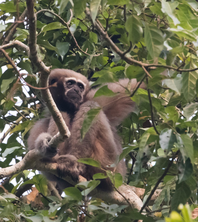 Gibbon hoolock occidental Bunopithecus hoolock hoolock, Hoolock hoolock