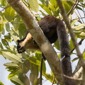 Écureuil géant oriental - Ratufa bicolor - Malayan Giant Squirrel