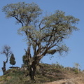Nagaland :  tribu Konyak - arbre où l'on suspendait le corps des ennemis décapités