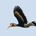 Calao bicorne Buceros bicornis - Great Hornbill (femelle)