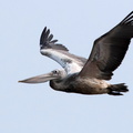 Pélican à bec tacheté Pelecanus philippensis - Spot-billed Pelican