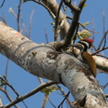 Pic du Bengale - Lessser Goldenbacked Woodpecker- Dinopium benghalense