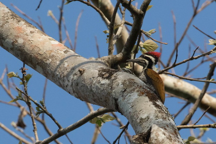 Pic du Bengale - Lessser Goldenbacked Woodpecker- Dinopium benghalense