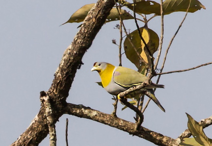 Colombar commandeur Treron phoenicopterus - Yellow-footed Green Pigeon