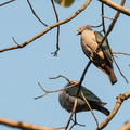 Carpophage pauline Ducula aenea - Green Imperial Pigeon