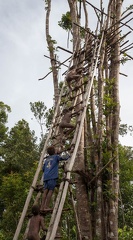 Korowai 1er village : les enfants grimpent