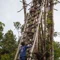 Korowai 1er village : les enfants grimpent