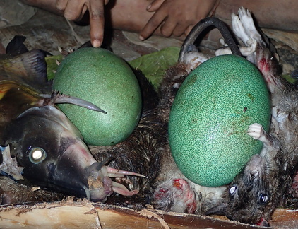 Korowai 2ème village : retour de chasse avec des oeufs de casoar
