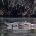 crocodile  marin