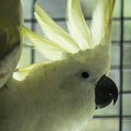 Cacatoès à huppe jaune Cacatua galerita - Sulphur-crested Cockatoo