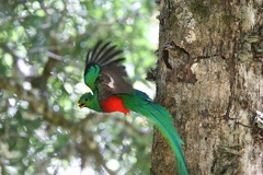Quetzal resplendissant Pharomachrus mocinno - Resplendent Quetzal 