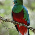  Quetzal resplendissant Pharomachrus mocinno - Resplendent Quetzal